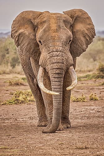 Amboseli elephant-Amboseli Nation Park-Africa Africa Print